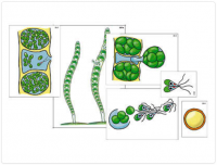 Модель-аппликация "Размножение многоклеточной водоросли" (ламинированная)