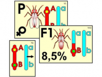 Модель-аппликация "Перекрест хромосом" (ламинированная)